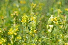 Yellow Rattle – 3000 Seeds Bulk Pack – Rhinanthus minor UK Wildflower – JustSeed