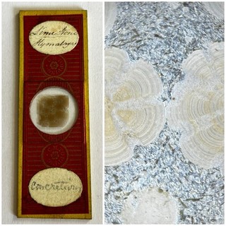 Antique Microscope Slide. Section Of Limestone From Himalayas . By Topping.