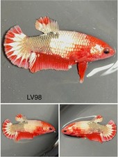 Female Betta Live Fish - Koi Red Fancy Star Tail HMPK LV98 Sorority - Breeding