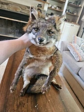 Adorable Grey Fox Softnount - CHRISTMAS SALE! 