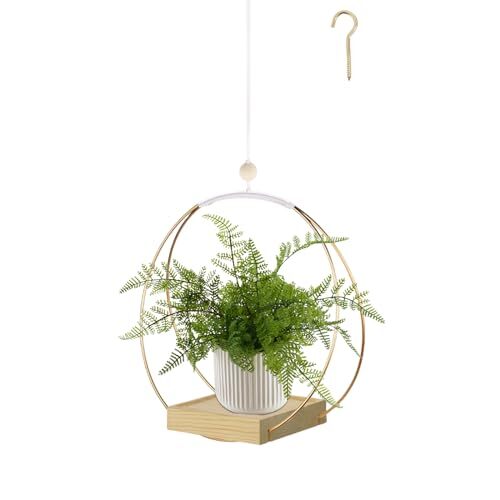 indoor live hanging plants Spider Plant Hanging Basket: Pet Friendly Live Plant - (6” Pot) – Easy  Plants for Beginners – Chlorophytum Comosum main image 0