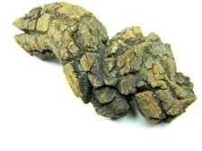 Coprolite from a giant ancient Turtle Fossil Madagascar 47.85 grams