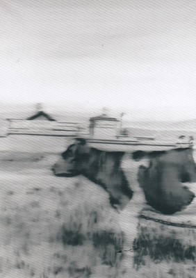 Postkarte: Gerhard Richter - kuh II