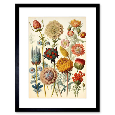Vintage botanischer Haeckel inspiriert Pflanze Studie gerahmter Kunstdruck Bild 12x16