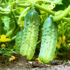 National Pickling Cucumber Seeds | Specially Bred Best Producer High Yields 2025