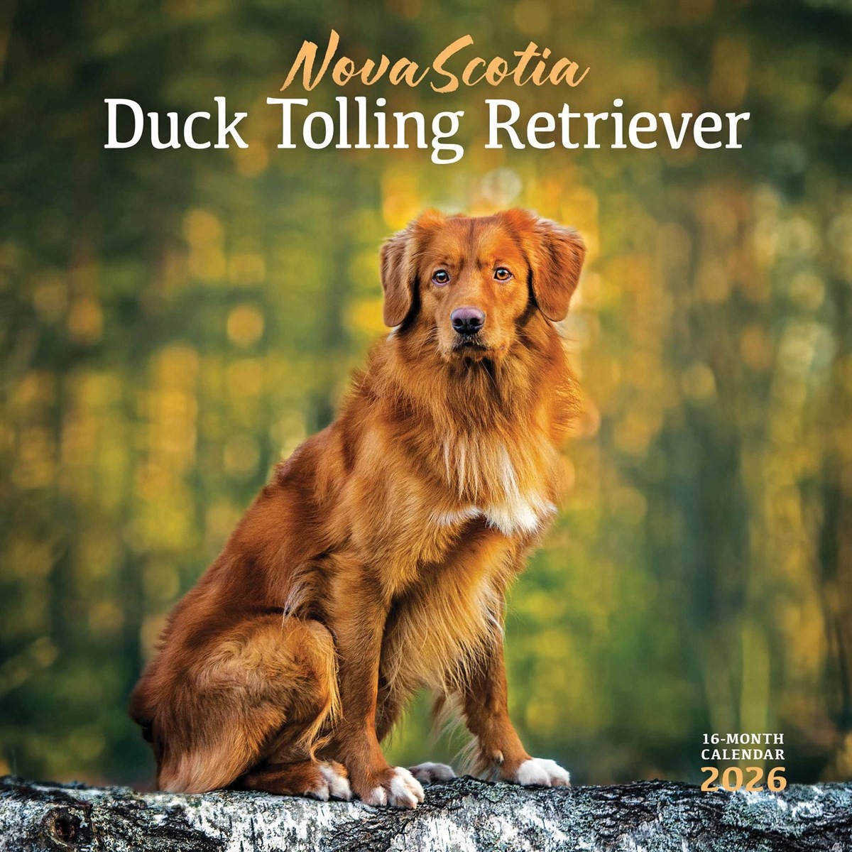 Nova Scotia Duck Tolling Retriever Calendar 2026, Wall Calendars, Gift