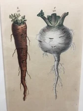 1802 hand colored engraving framed botanical CARROT & TURNIP F. Sanfom~S Curtis~