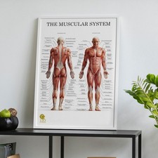 Muscle Anatomy Poster Human Muscular System Chart Pilates Physio Massage Therapy