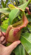 Nepenthes veitchii x mira – assorted clones: BE-3696 MEDIUM - pitcher plant