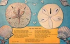 Postcard FL Sand Dollars "The Holy Ghost Shell" Poem Chrome Vintage PC f5286