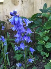 20 English bluebells sprouted tubers will bloom early spring easy to grow