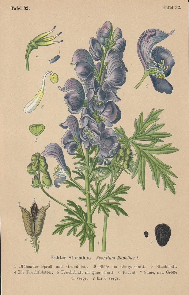 Blaue Eisenhut (Aconitum napellus) CHROMO-LITHOGRAFIE von 1910 Giftpflanzen