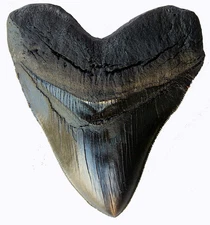 5.5 Inch Megalodon Tooth Black With Serrations