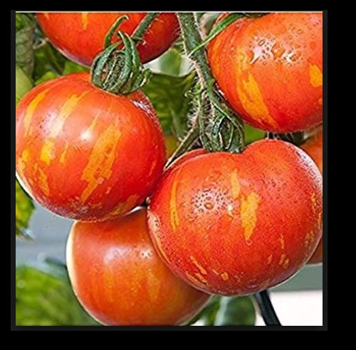 とまと10010 Red Zebra Tomato 10 - 100 Seeds Rare Colorful Heirloom Very