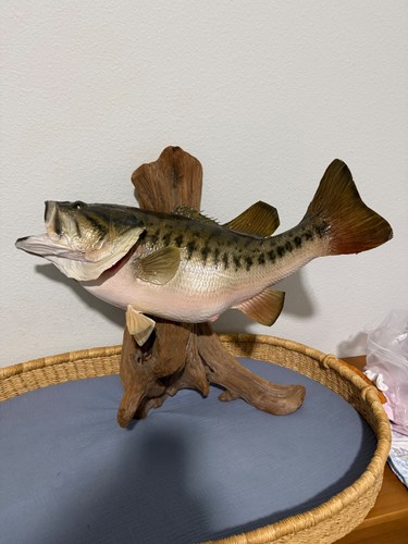 23 inch large mouth bass "super tanker" trophy fish