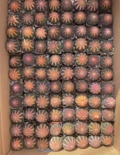 10PCS Astrophytum 3-5cm mixed and matched  WYSIWYG