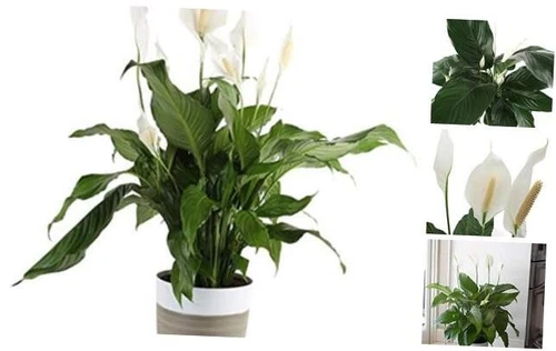  Peace Lily, Spathiphyllum Live Indoor Plant 3-Foot Décor Planter