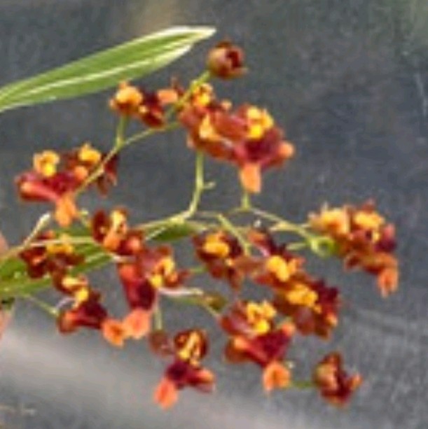 BEAUTIFUL FRAGRANT ONCIDIUM GOLD DUST TWINKLE ORANGE ORCHID HYBRID VARIEGATED