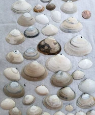 MIXED SIZES LOT of 53 North Atlantic Ocean Surf Clam Shells Seashells crafts