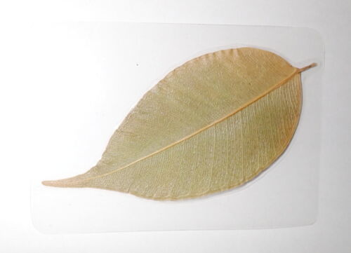 Laminated Weeping Fig Leaf Specimen in 95x65 mm Plastic Sheet 1 piece Lot - Picture 1 of 4