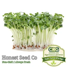 Bulk Radish Microgreen Seeds | Non-GMO Heirloom Seeds for Sprouting Micro Greens
