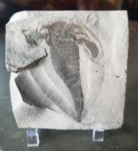 Eurypterid Fossil Sea Scorpion Eurypterus Silurian 420 Mil Yrs 3"x2.75" Plate