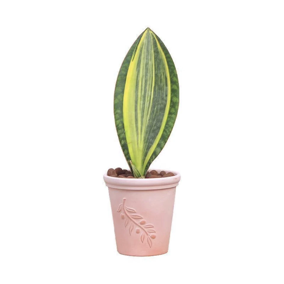 15CM Succulent Cactus Plant Sansevieria Masoniana Variegated Home Garden Plant