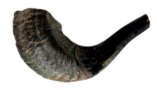 Ram Horn Shofar Jewish Musical Instrument 8"