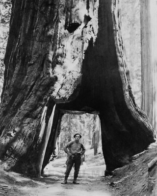 Man Standing Under Huge Sequoia Tree Photograph California 1920 8x10 Photo Print