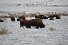 Puer AIR dans un bocal du parc national de Yellowstone, Park Country, #
