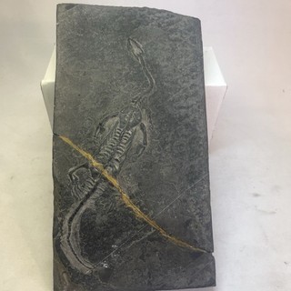 Keichousaurus Fossil 11x6" Cracked