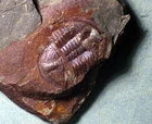 Sharp 2cm complete Asaphellus homfrayi: Tremadoc, Shineton Shales, UK.