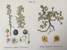 Antique Print – Blackthorn & Cinquefoil Botanical | 1925 Anne Pratt Floral Art