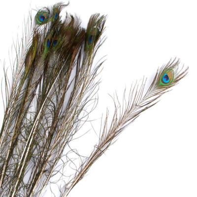 Pack of 12 Colorful Artificial 35'' Peacock Eye Feather Stems