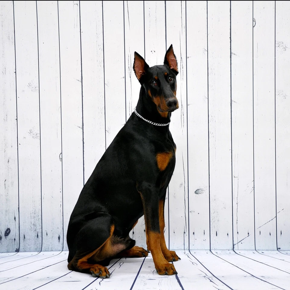 Collar de cadena de entrenamiento Titan 4,0 mm plateado Foto 2 de 2