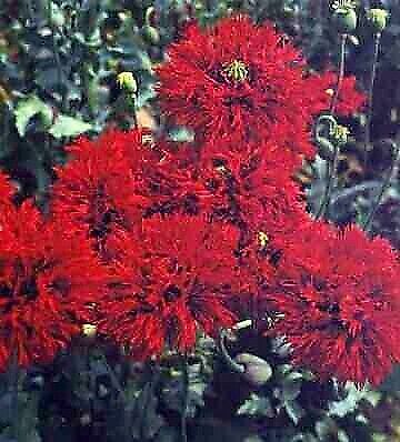 Double Crimson Somniferum Poppy 200 Seeds - Picture 1 of 1