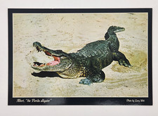 Vintage Postcard - Albert, "The Florida Alligator" Larry Witt Mirro-Krome Unused