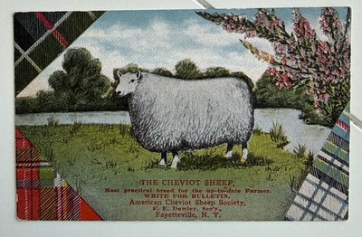 American Cheviot Sheep Society Fayetteville New York Advertising Postcard