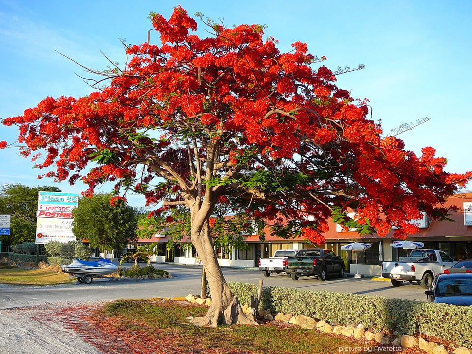 20 x Delonix regia Samen - Flammenbaum - Flamboyant - Blütenmeer - Zierpflanze - Bild 2 von 2