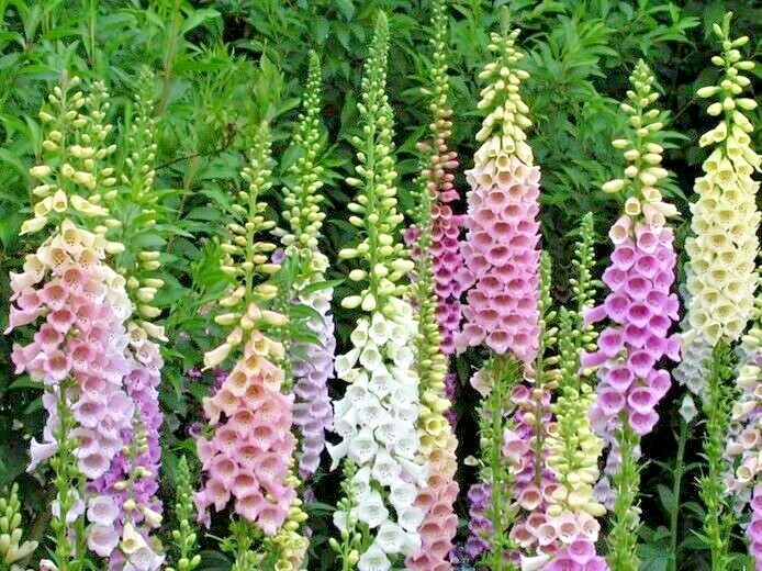 2501+FOXGLOVE MIX Seeds Wildflower Shade Garden Patio Container