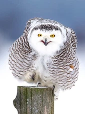 Happy Snowy Owl by Jim Cumming Wildlife Photography Giclee Art Print Ships Free
