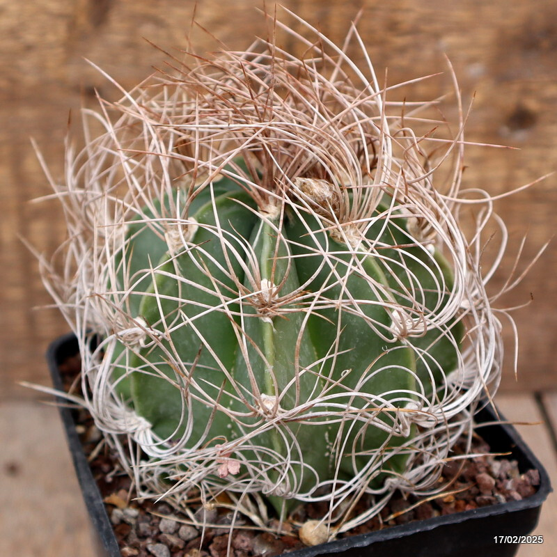 A8151 ASTROPHYTUM CAPRICORNE V. SENILE pot10-H9-W9 cm MaMa Cactus | eBay