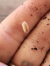 Cubaris murina "Papaya" isopods 10 Pack