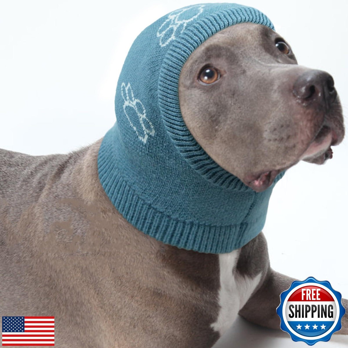 Ear Hematoma My Dog Has Cold Ears Dog Ear Infections PetMD