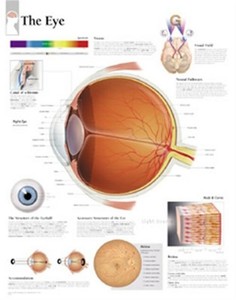 Eye Chart Poster