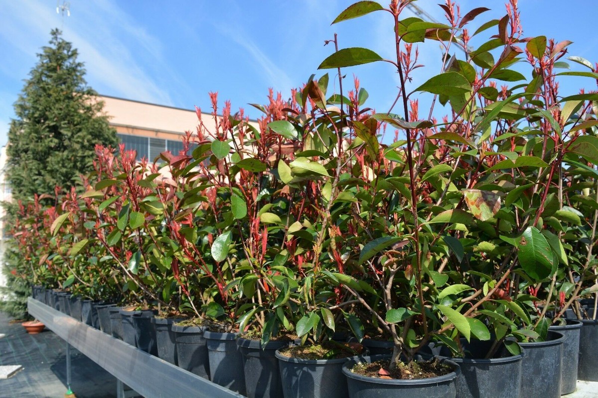 Photinia Red Robin Vaso 2L - Pianta Da Siepe, H. 80-100cm, Foglie Rosse, Resistente Al Gelo, Vivaio Castelletto - Foto 9