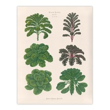Kales and Brussel Sprouts Ernst Benary Wall Art Poster Print