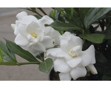 Gardenie FloraSelf Gardenia jasminoides 'Double Mint' H 25 cm Co 4,5 L