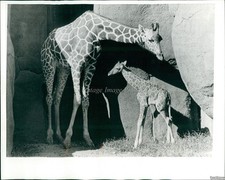 1970 Giraffe At St Louis, Mo Zoo Hovers Over 1St Born Calf Animals 8X10 Photo