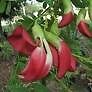 Hummingbird Tree (Sesbania grandiflora) 10 seeds - Picture 6 of 6